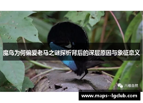 魔鸟为何偏爱老马之谜探析背后的深层原因与象征意义